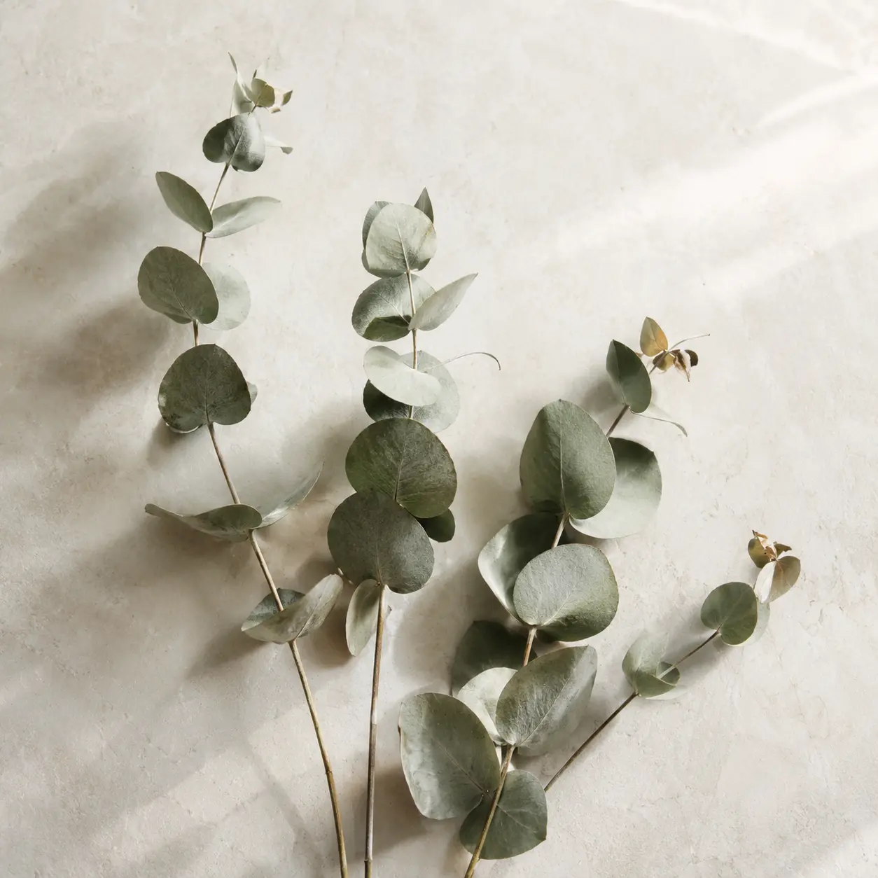Fulles d'eucaliptus fresques